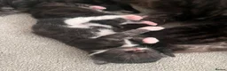 Maine Coon cats for sale: Maine coon cross kittens in Melksham - Advert 19