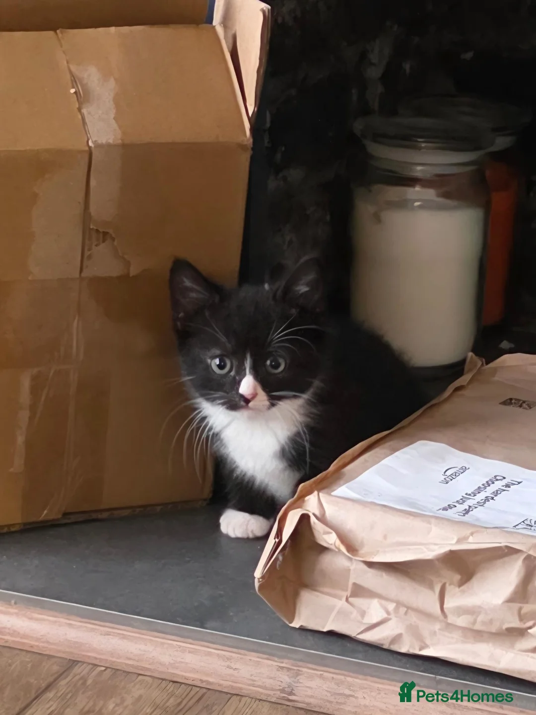 Mixed Breed cats for sale: Beautiful Kittens in Llanelli - Advert 2
