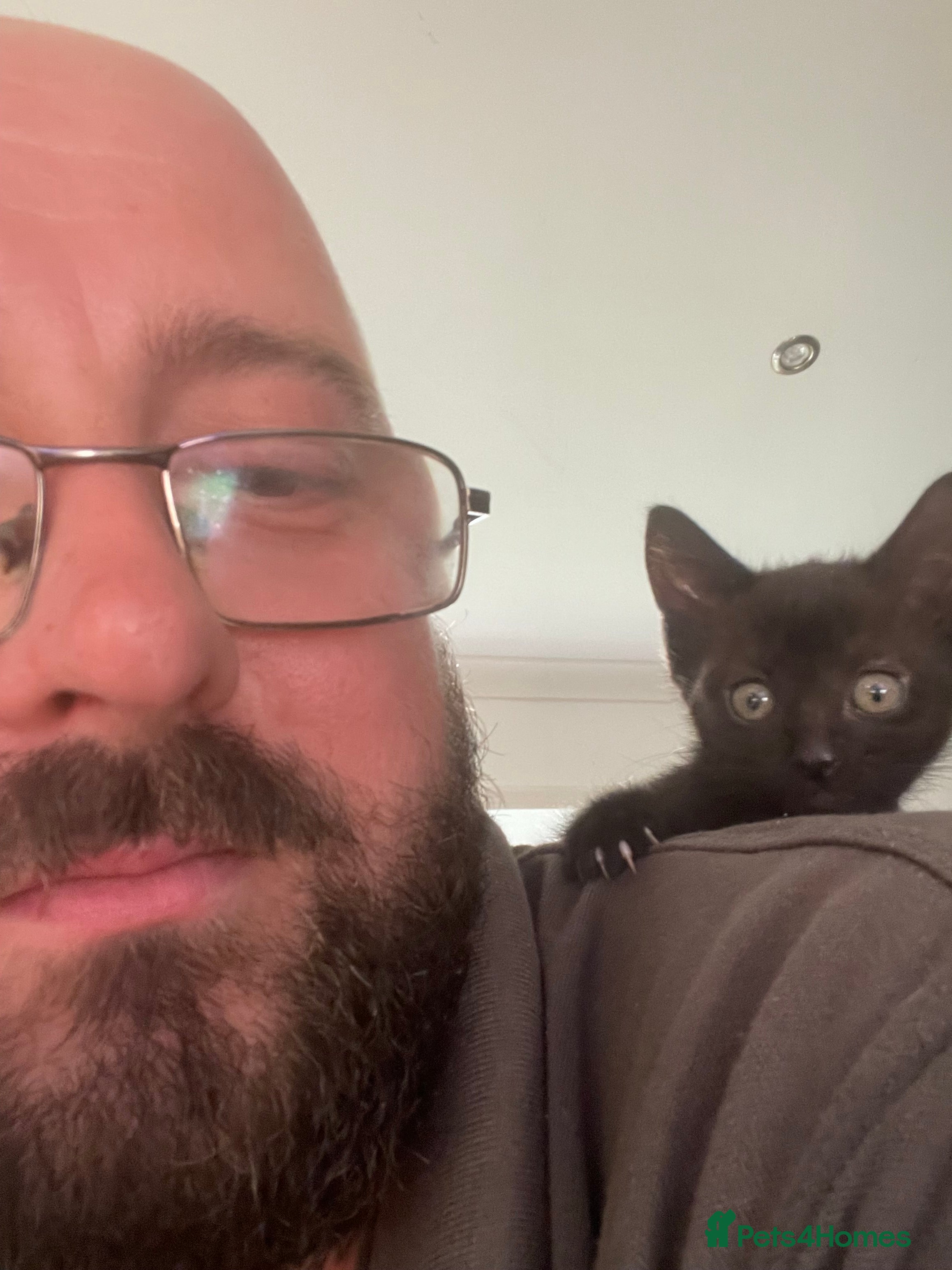 Mixed Breed cats for sale: 2 lovely female black kittens - Advert 7