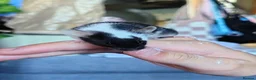 Mouse rodents for sale: 3 male fancy mice for sale in Henfield - Advert 1