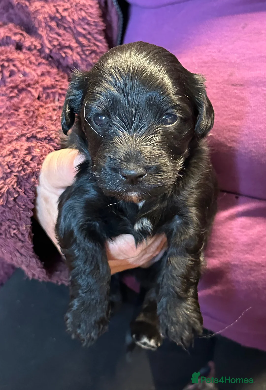 Jack Russell dogs for sale: Jack Russel terrier pups in Welshpool - Advert 6