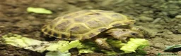 Tortoise reptiles for sale: BABY HORSFIELDS & SET UPS - Advert 9