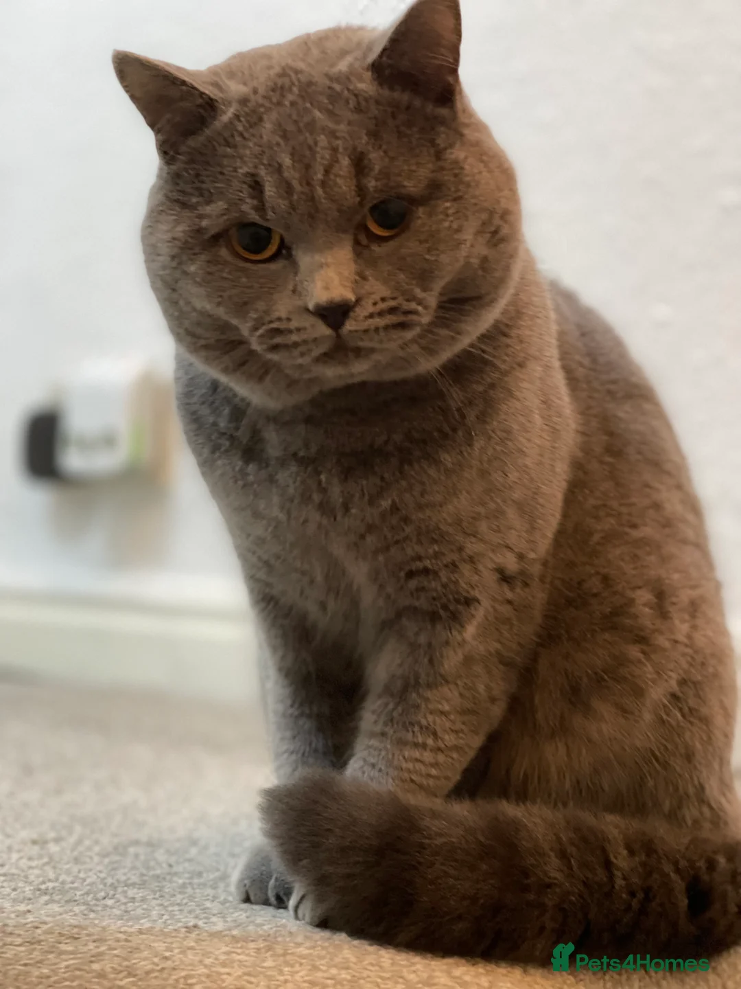 British Shorthair cats for stud: Cute BSH Stud CCTV in Bradford - Advert 5
