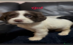 Cocker Spaniel dogs for sale: Adorable cocker spaniel puppies - Image 23