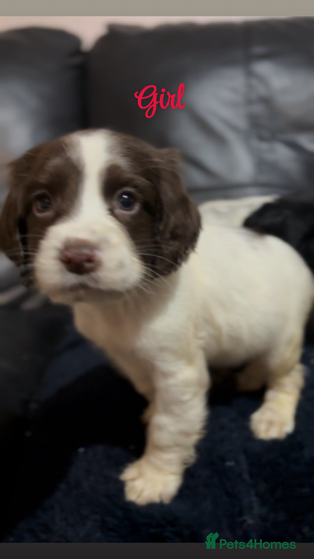 Cocker Spaniel dogs for sale: Adorable cocker spaniel puppies - Image 23