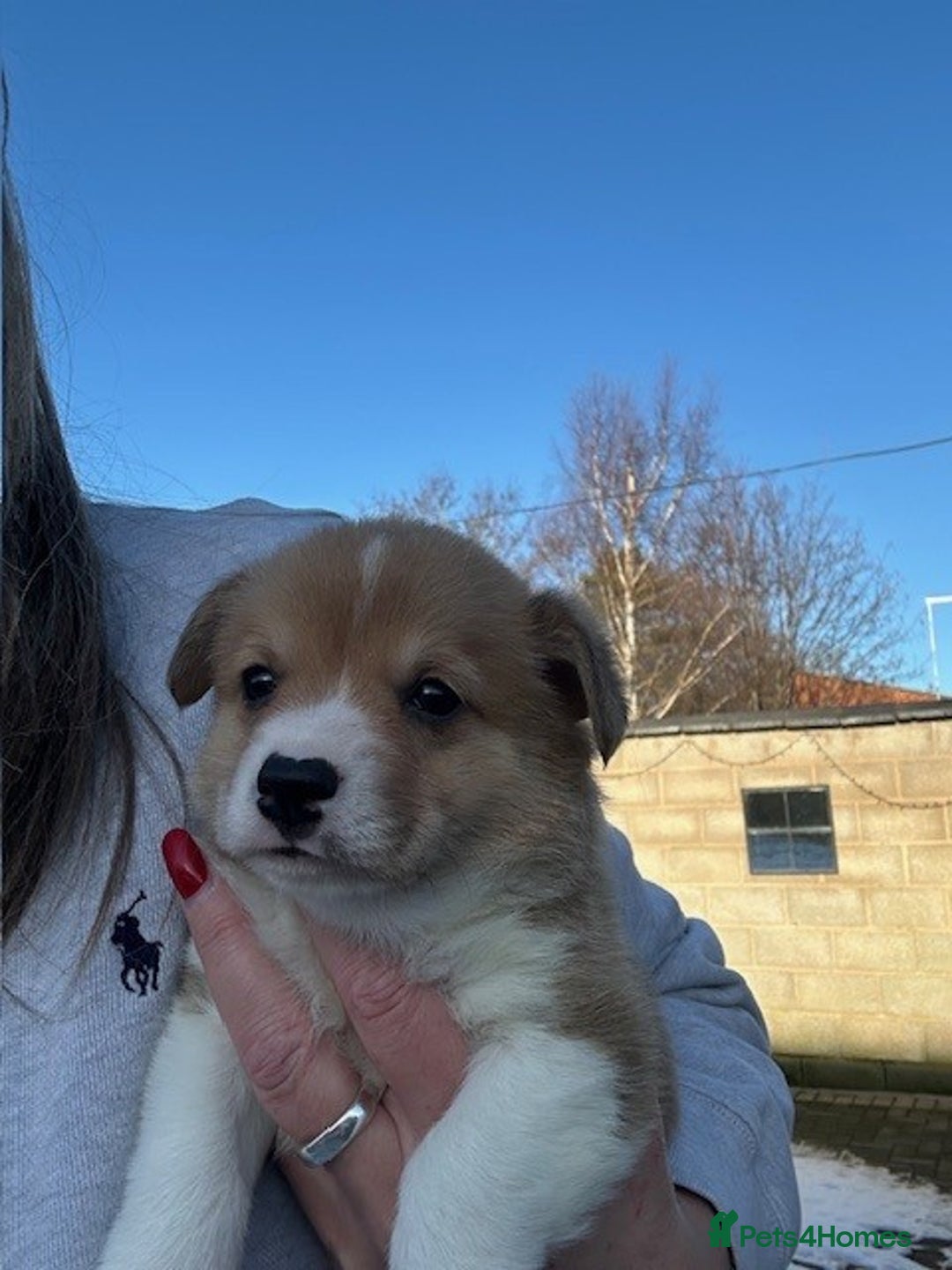 Welsh Corgi Pembroke dogs for sale: Eric the Lucky is looking for his new home 🏡 - Advert 4