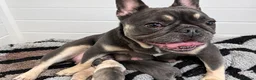 French Bulldog dogs for sale: Playful Litter of French Bulldog Puppies  in Sutton - Advert 3