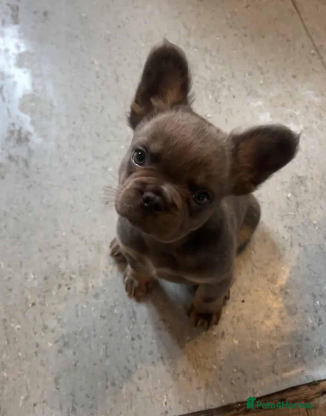 French Bulldog dogs for sale: Male fluffy frenchie - Advert 11