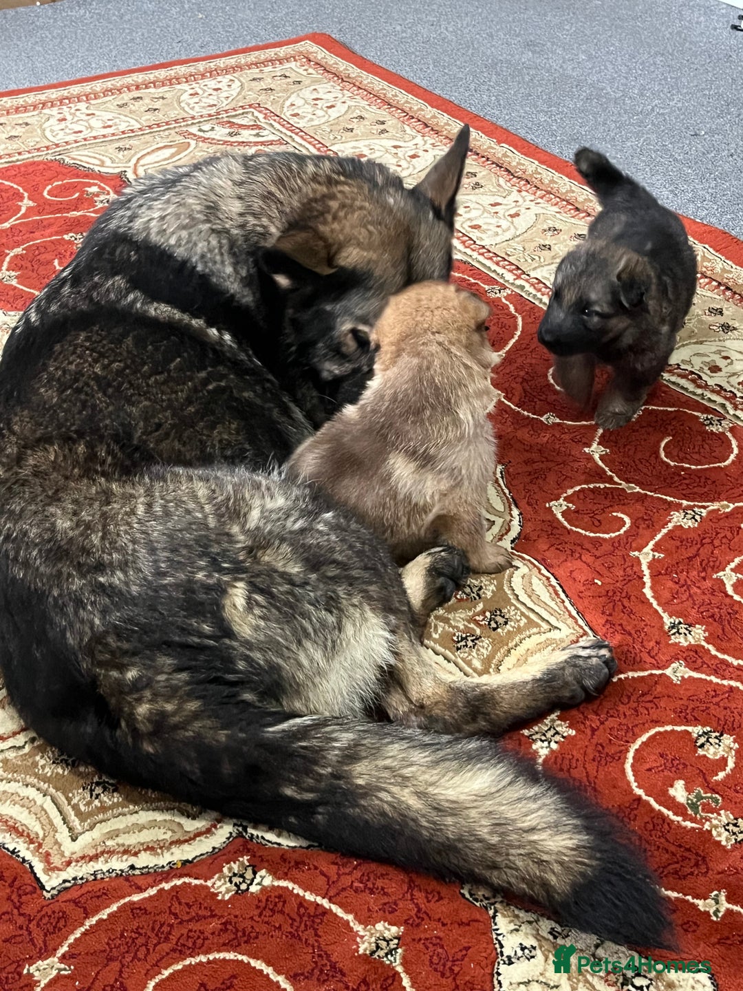 German Shepherd dogs for sale: LAST GIRL GSD READY TO GO - Advert 4