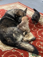 German Shepherd dogs GSD READY TO GO NOW - Advert 2