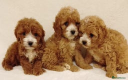 Cavapoo dogs for sale: Cavapoo puppies. - Image 8