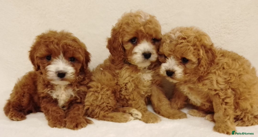 Cavapoo dogs for sale: Cavapoo puppies. - Image 8