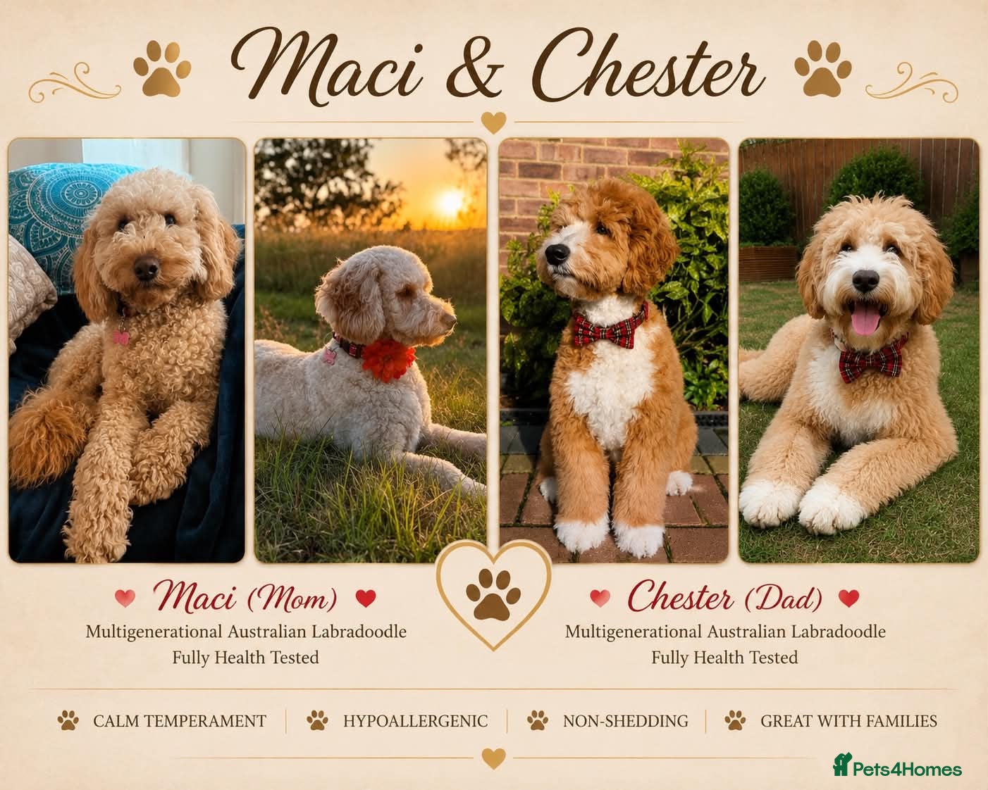 Australian Labradoodle dogs Multigenerational Australian Labradoodle  - Advert 1