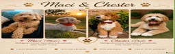 Australian Labradoodle dogs for sale: Multigenerational Australian Labradoodle  - Advert 3