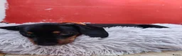 Miniature Dachshund dogs for sale: Beautiful home-reared Miniature Dachshund Puppies - Advert 20