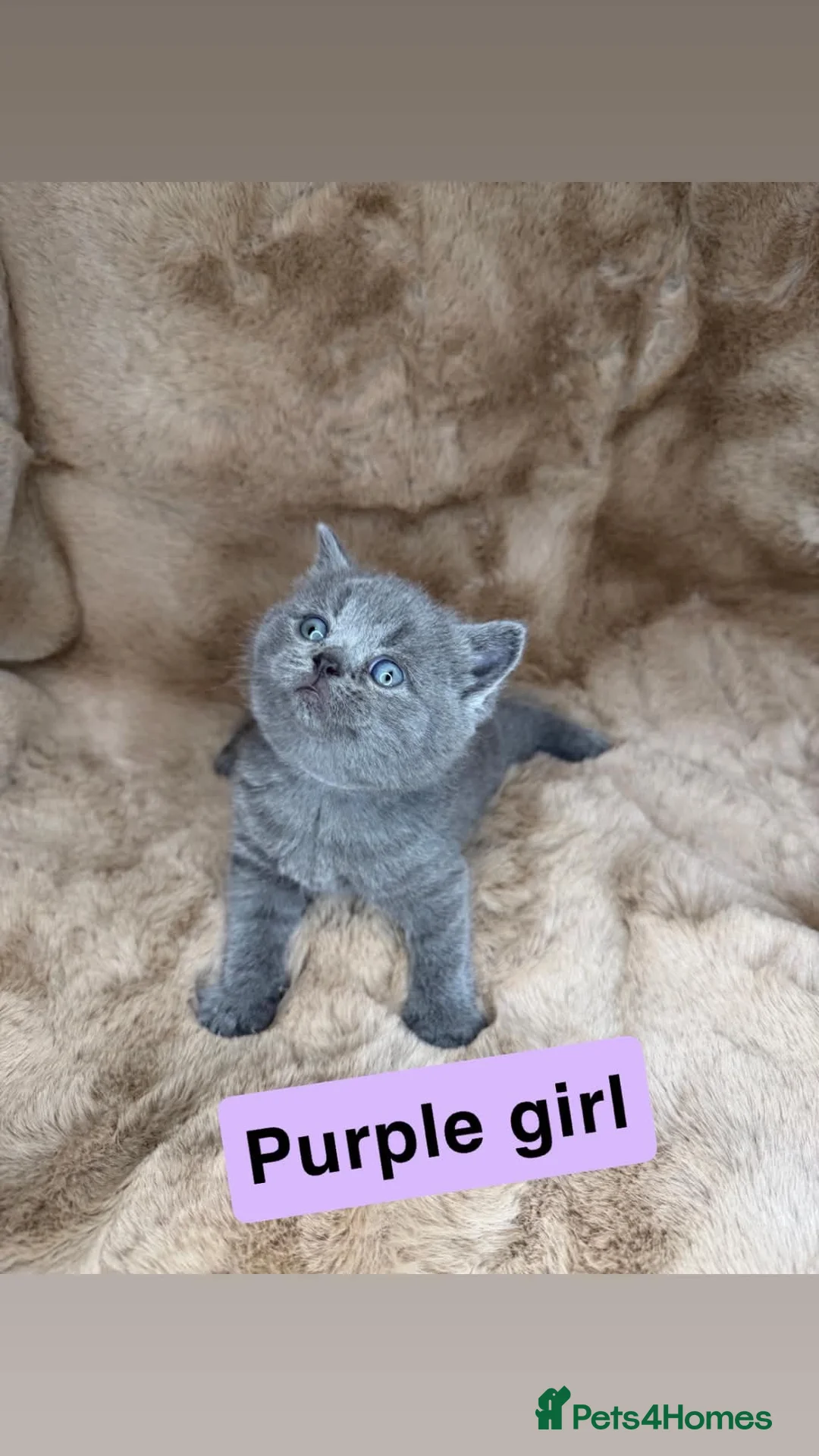 British Shorthair cats for sale: Beautiful British shorthairs  - Advert 2