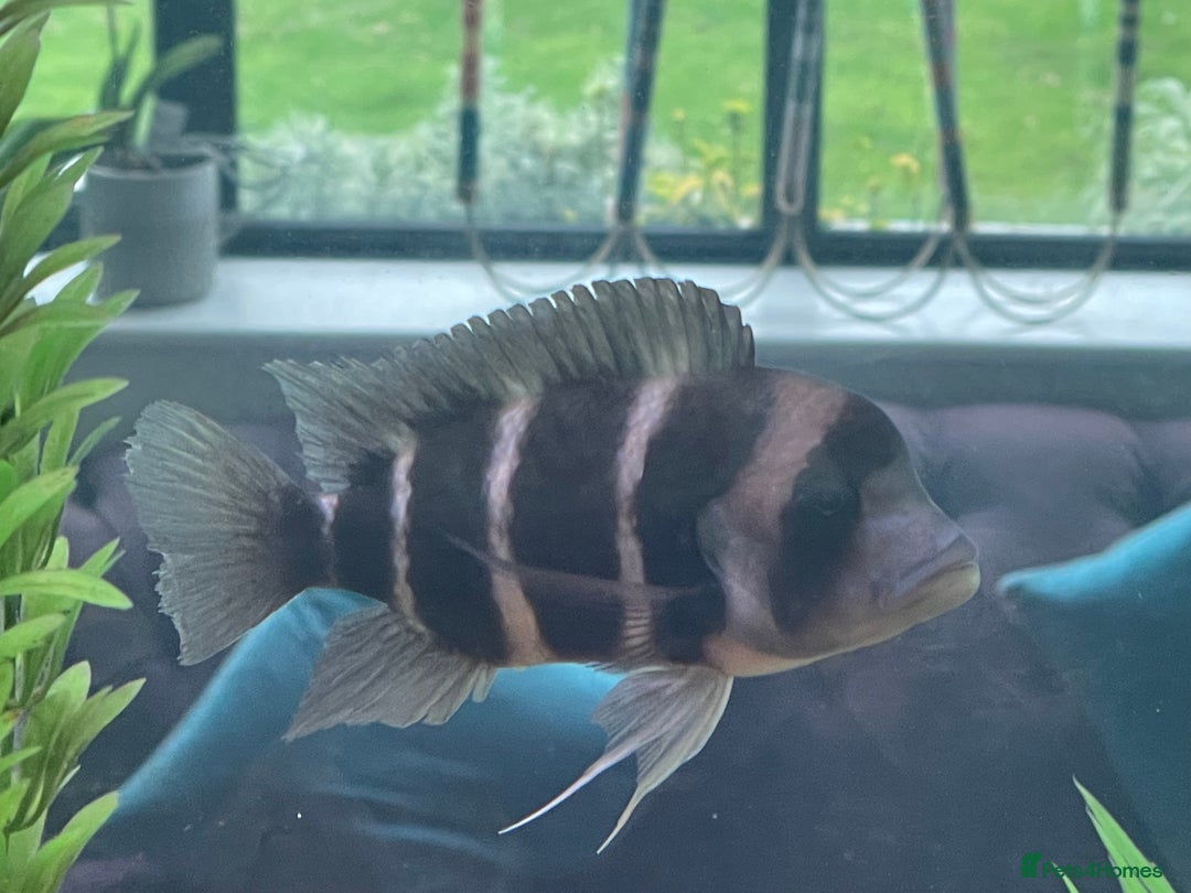 Cichlids fish for sale: Forntosa - Image 2