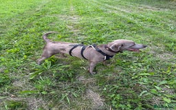Labrador Retriever dogs for sale: Stunning silver / charcoal puppies - Image 1
