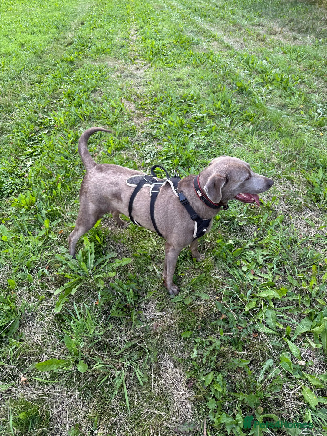 Labrador Retriever dogs for sale: Stunning silver / charcoal puppies - Image 1