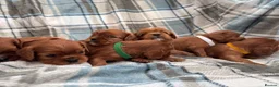 Cavalier King Charles Spaniel dogs for sale: KC registered Cavalier King Charles Spaniels  in Banbury - Advert 21