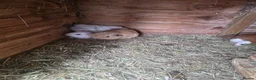 Guinea Pig rodents for sale: Male Guinea pigs - Advert 7