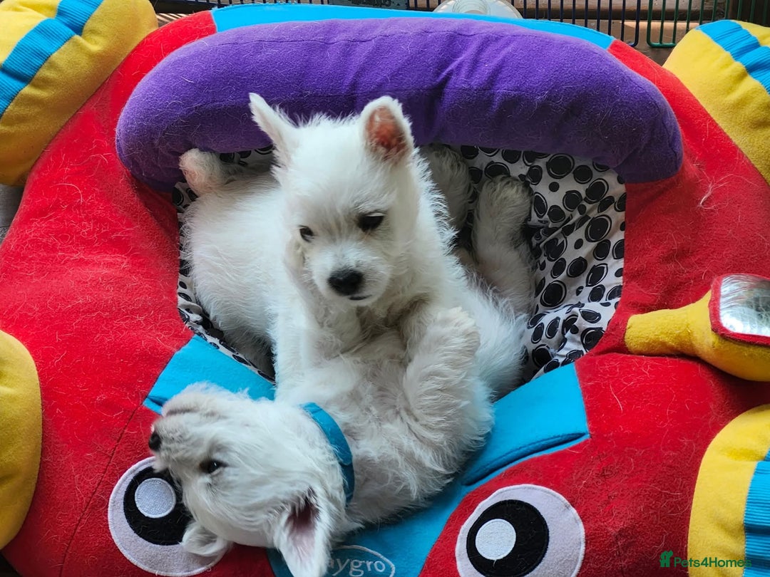 West Highland Terrier dogs for sale: Top import champion bred westies - Image 18