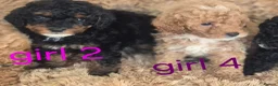 Toy Poodle dogs for sale: Toy poodle 🐩 kc registered mum and dad  in Chester - Advert 20