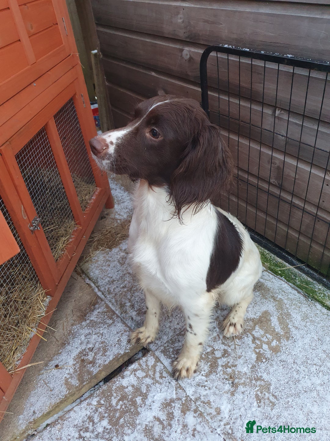 Springador dogs for sale: Springador more spaniel beautiful mum in Flint - Image 2