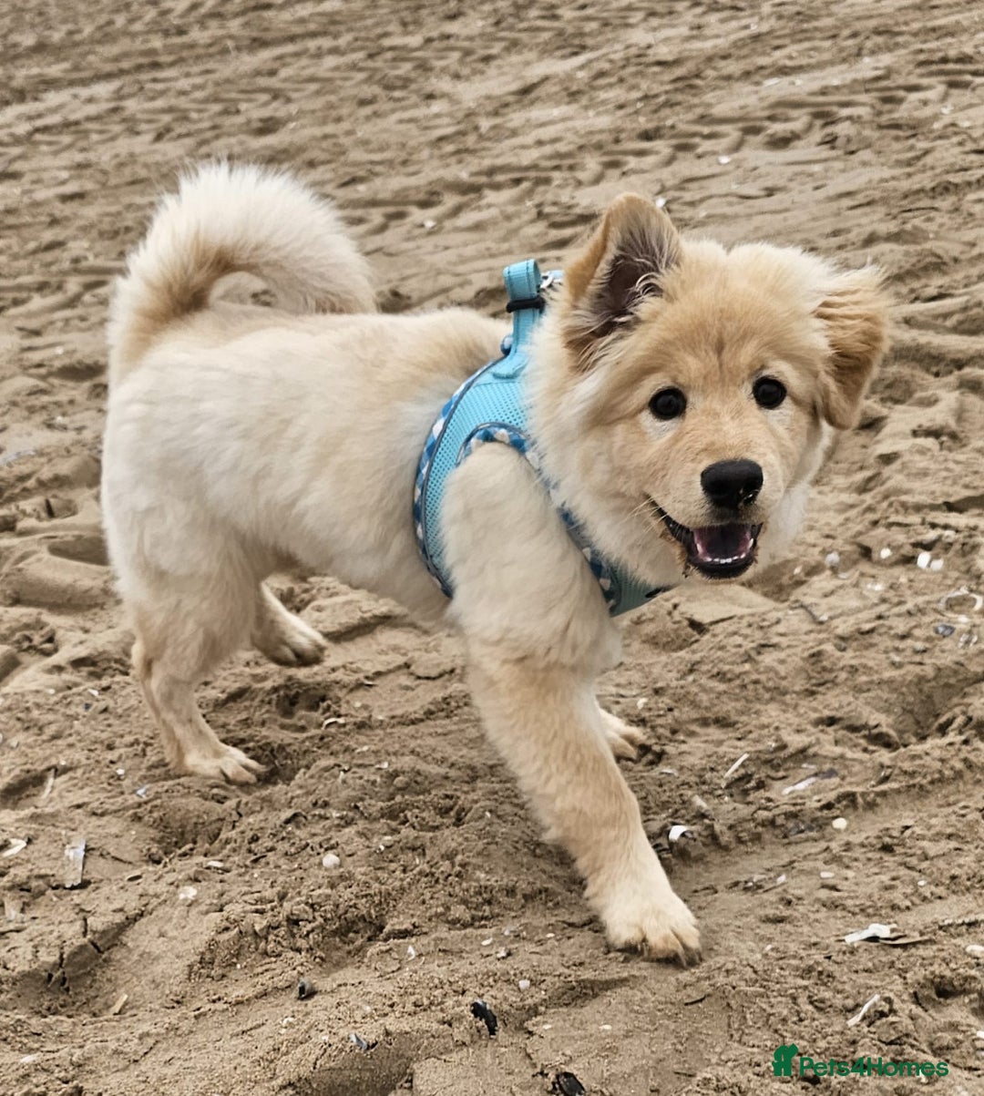 Mixed Breed dogs for sale: For sale - Image 5