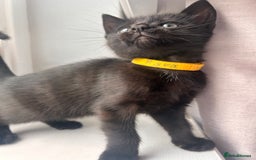 Mixed Breed cats for sale: Female kitten - Image 7