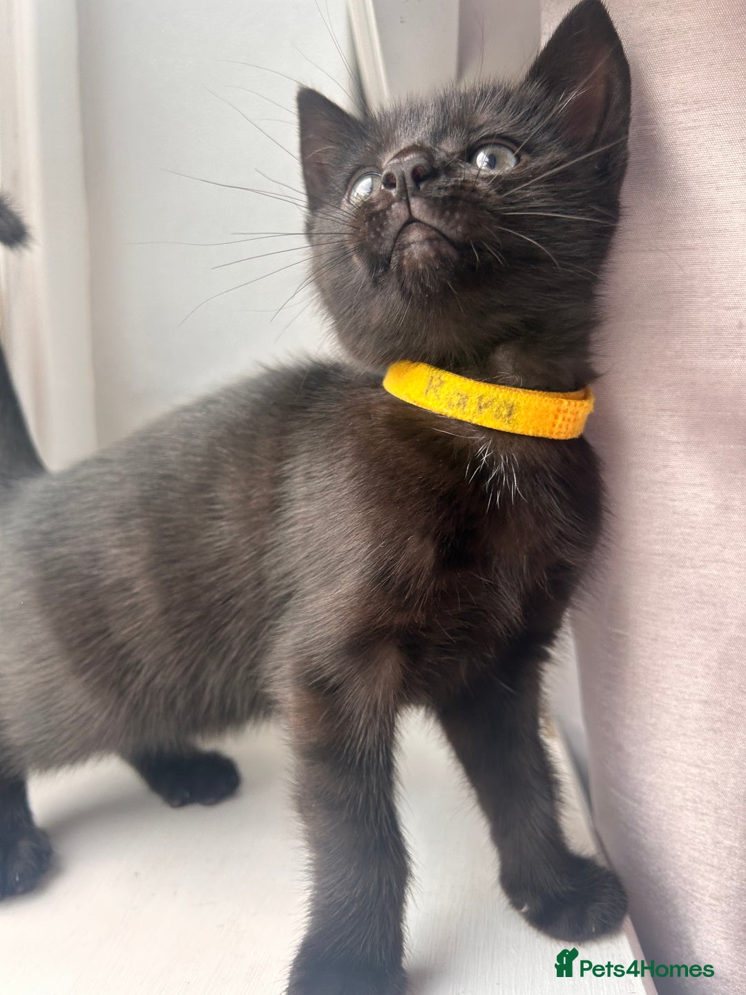 Mixed Breed cats for sale: Female kitten - Image 7