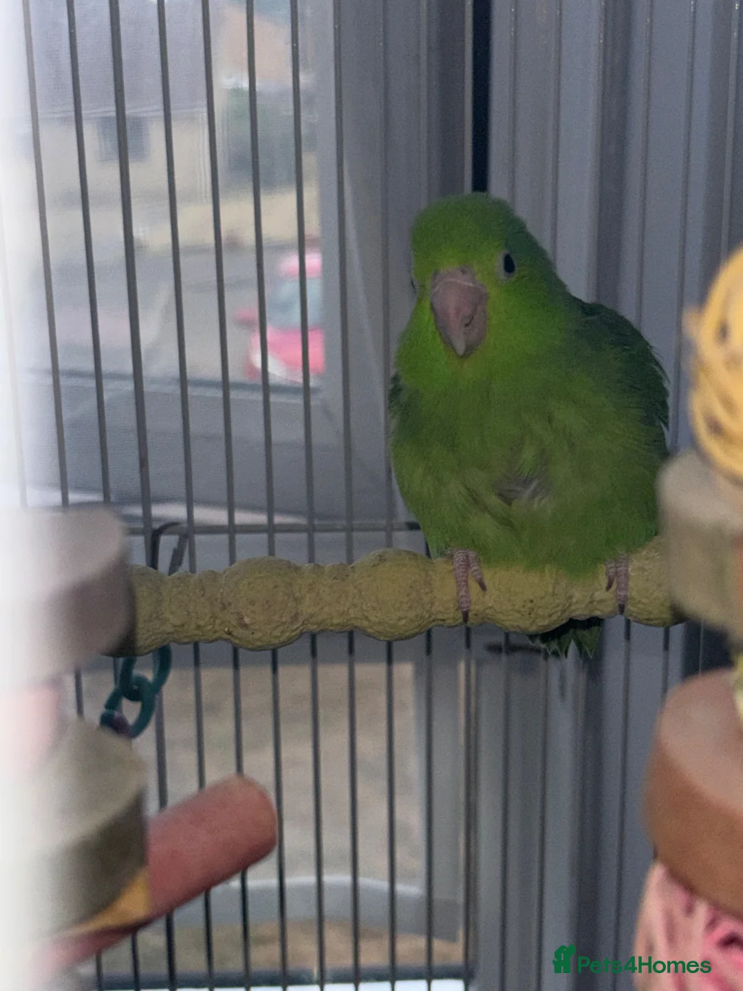 Parrots birds for sale: Female parrotlet  in Barry - Advert 2