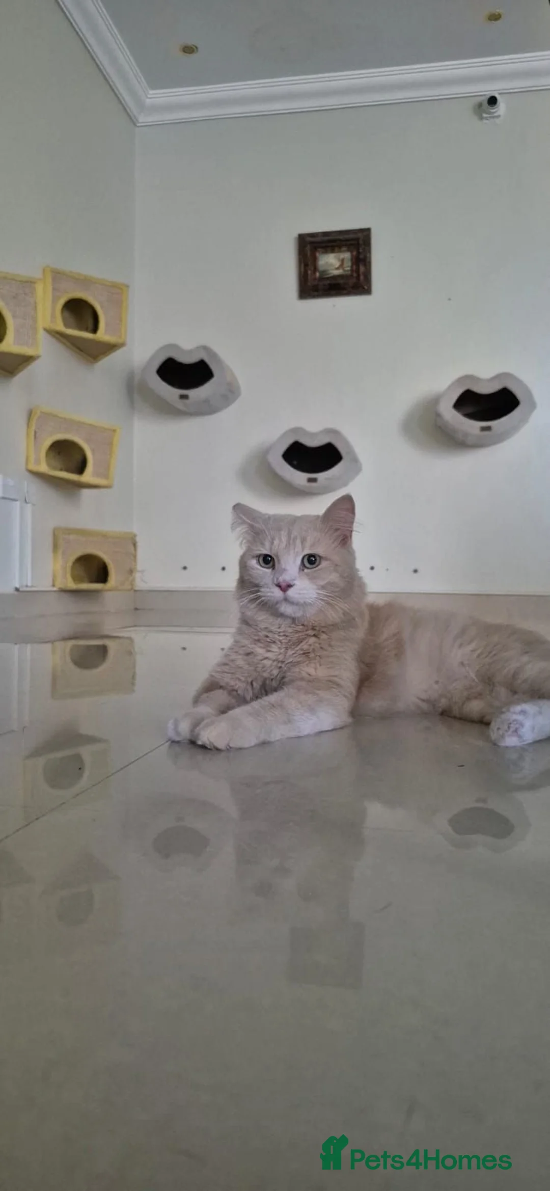 Mixed Breed cats for adoption: Arturo - Advert 3