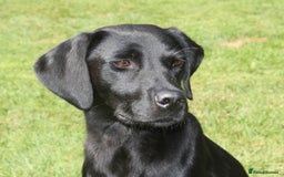 Labrador Retriever dogs for sale: FTCH SIRED LABRADOR PUPS - Image 2