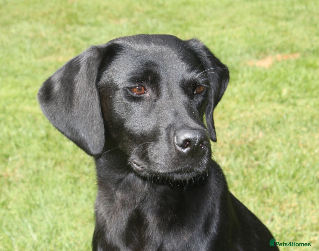 Labrador Retriever dogs for sale: FTCH SIRED LABRADOR PUPS - Image 2