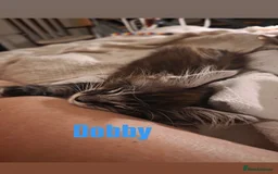 Maine Coon cats for sale: Affectionate Pure Breed Mainecoon Kittens - Image 11