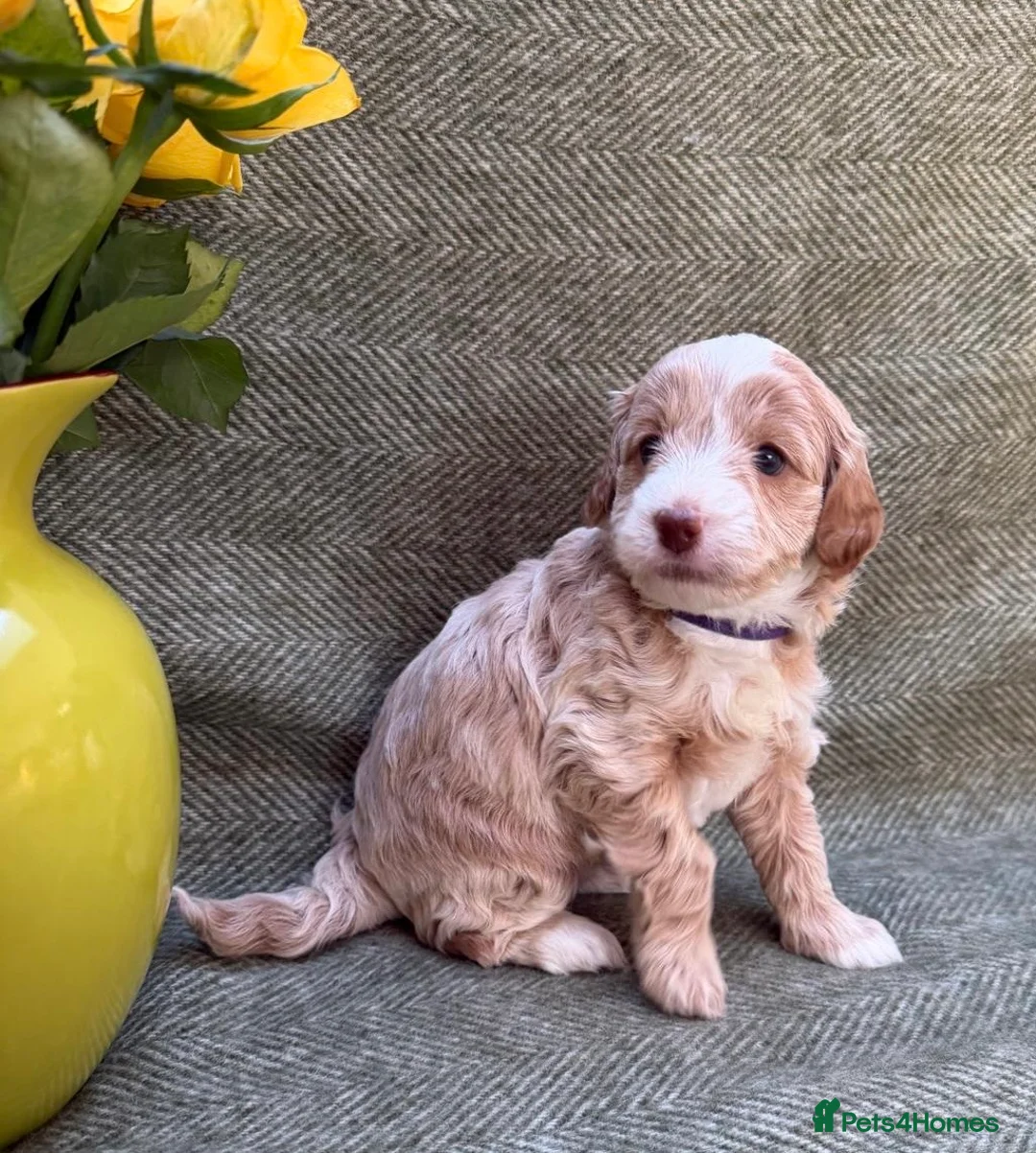 Labradoodle dogs for sale: Gorgeous 3rd Gen Miniature Labradoodle Puppies - Advert 8