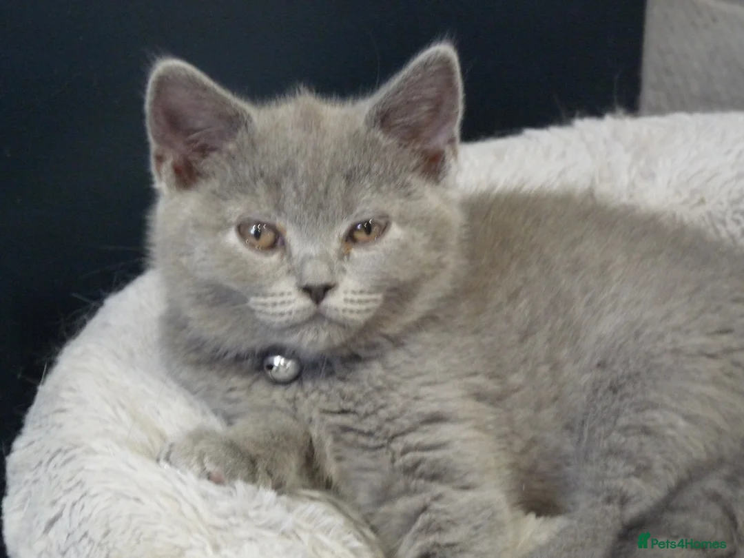 British Shorthair cats for sale: four beautiful british shorthair kittens for sale - Advert 23