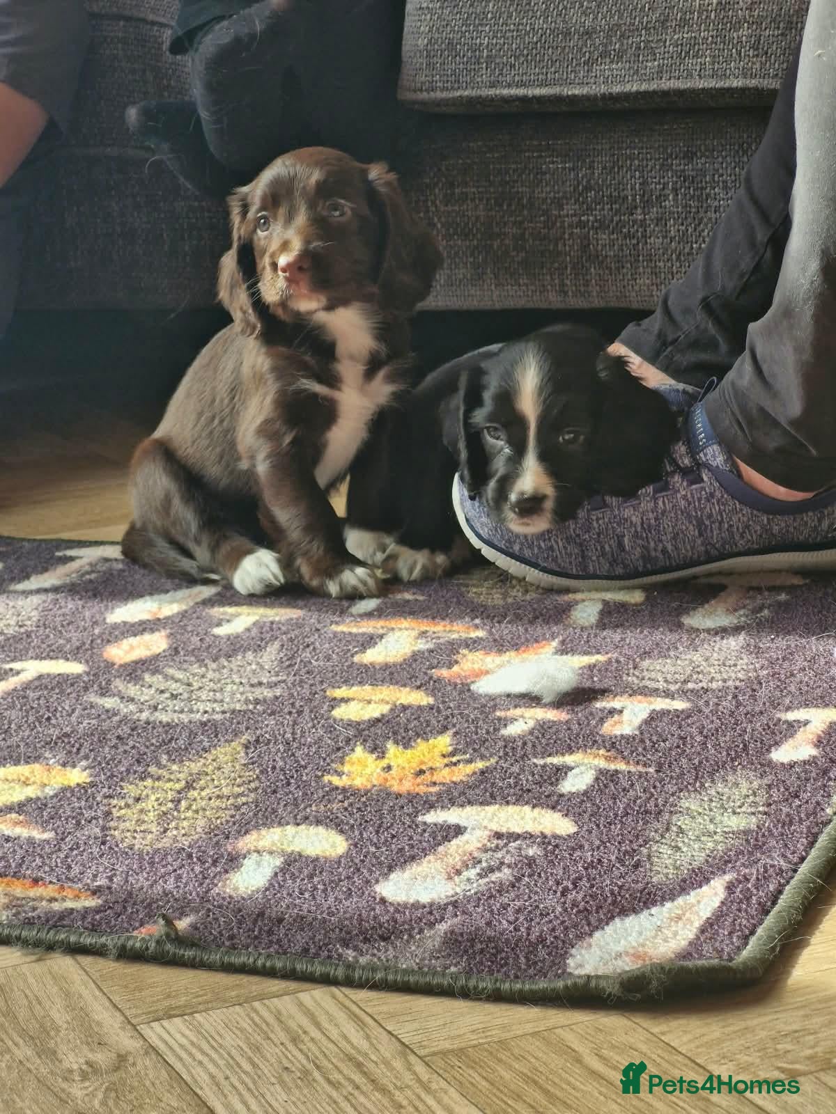 Sprocker dogs F1 Sprocker Spaniel Puppies  - Advert 2