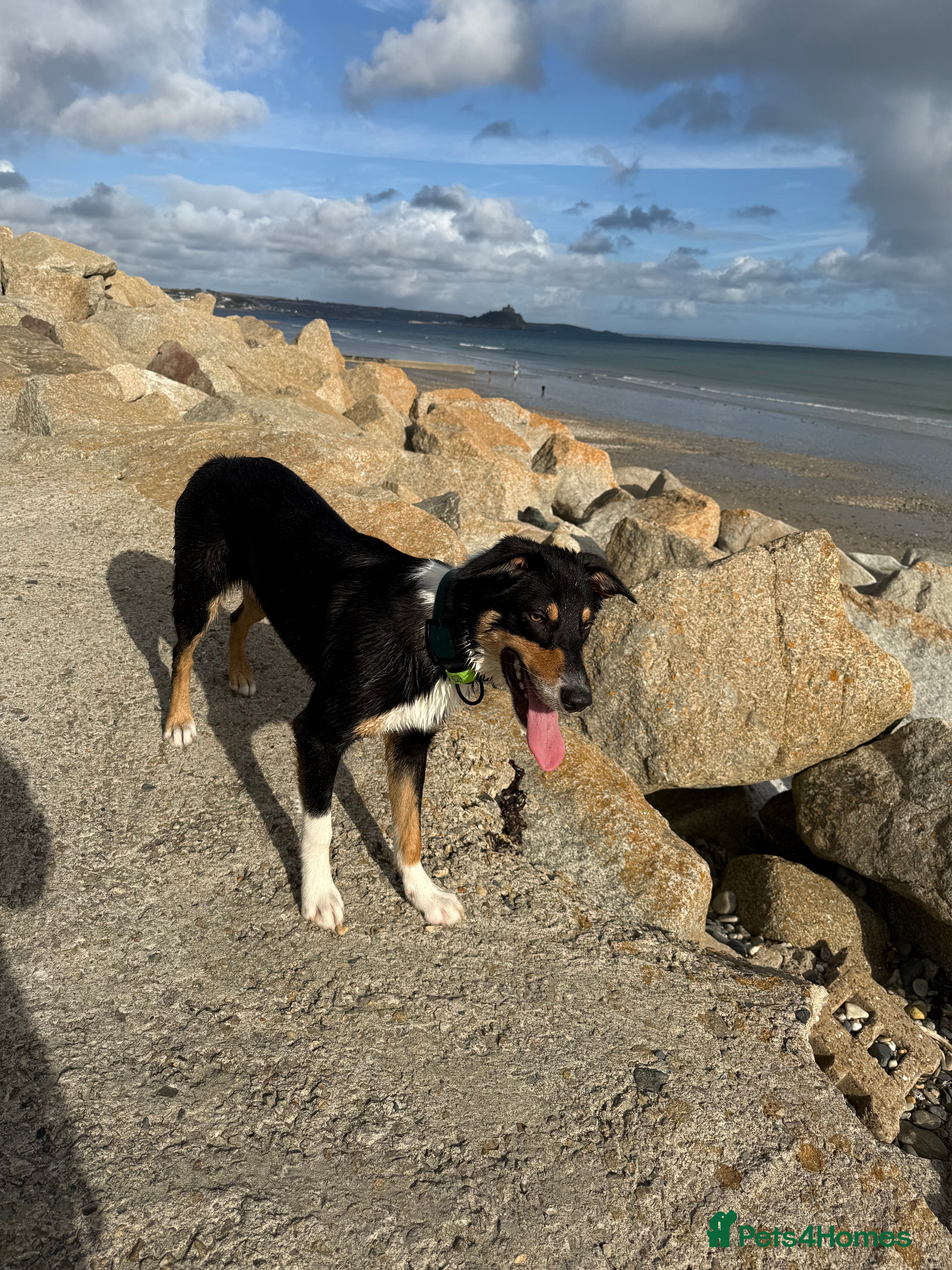 Mixed Breed dogs Draco 1 year old border collie (13month old) in Preston - Advert 4