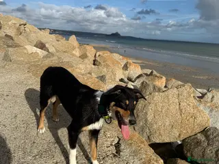 Mixed Breed dogs Draco 1 year old border collie (13month old) in Preston - Advert 4