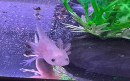Axolotl reptiles for sale: Axolotl - Image 5
