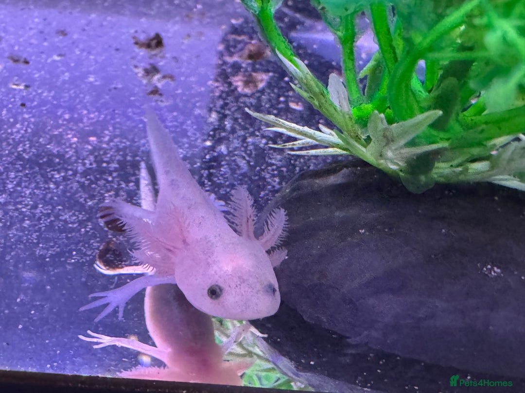 Axolotl reptiles for sale: Axolotl - Image 5
