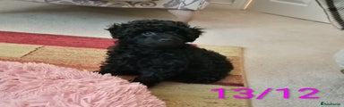Toy Poodle Puppy 2
