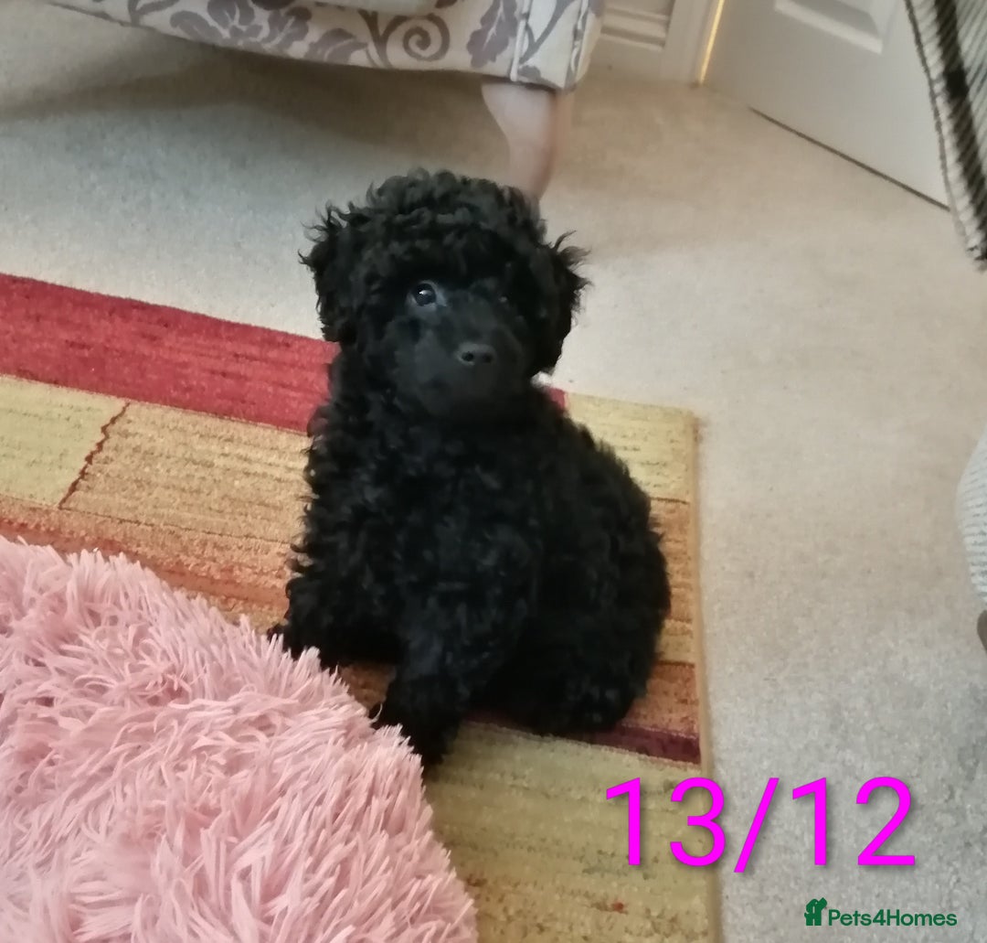 Toy Poodle dogs for sale:  Outstanding Toy Poodle girl fully vaccinated  - Advert 6