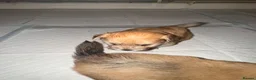 Mixed Breed dogs for sale: Pomeranian cross puppies  in Swindon - Advert 11