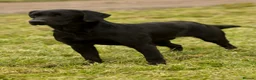 Labrador Retriever dogs for stud: Braemossrose Samson at Stud - Advert 4