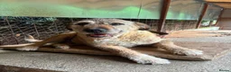 Mixed Breed dogs for adoption: 10 year old Fionn needs a retirement home  - Advert 1