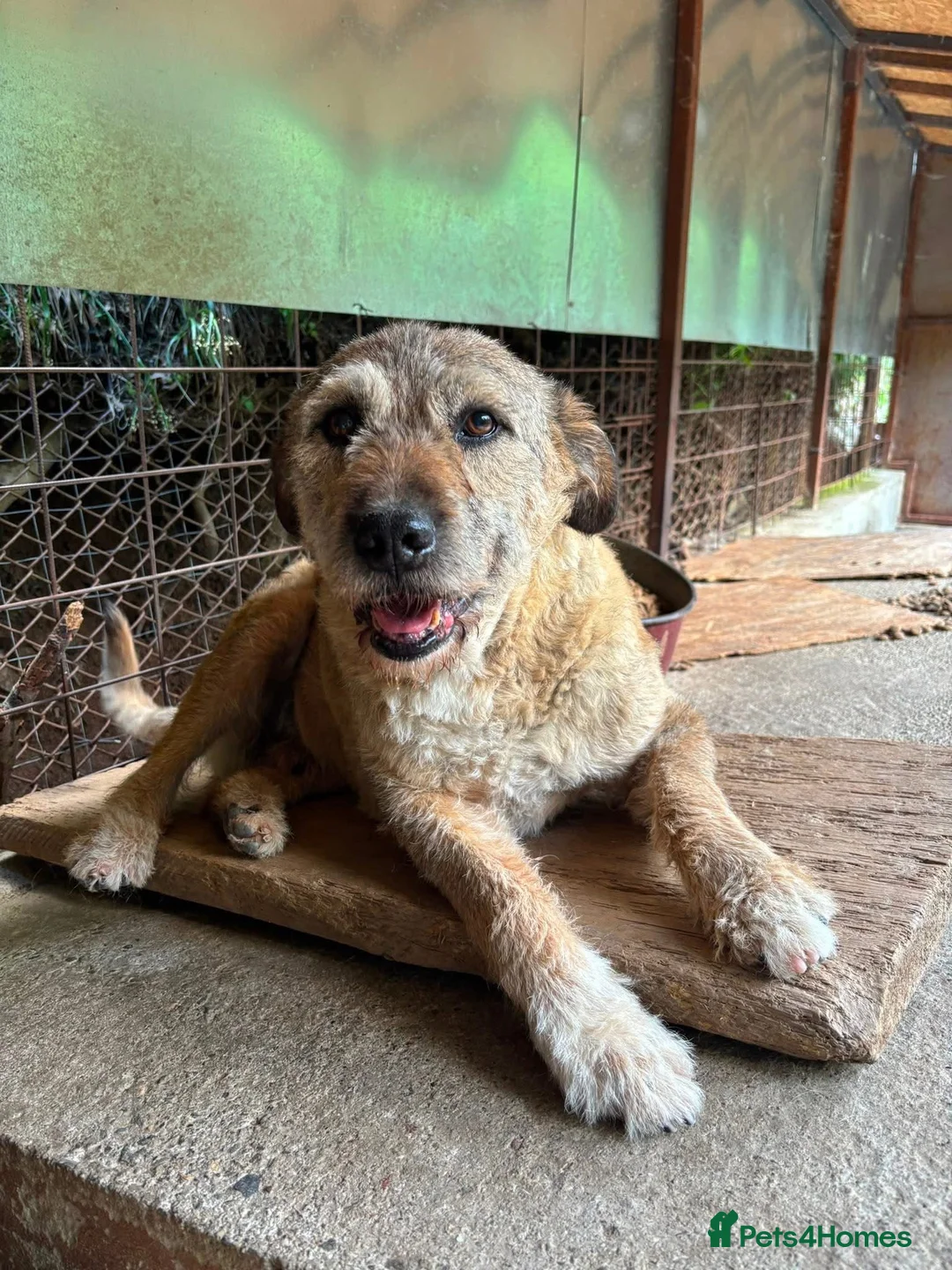 Mixed Breed dogs for adoption: 10 year old Fionn needs a retirement home  - Advert 1