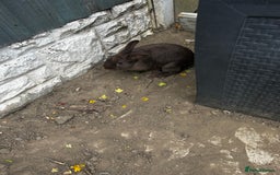 Mini Lop rabbits for sale: 2 female rabbits for sale  - Image 1